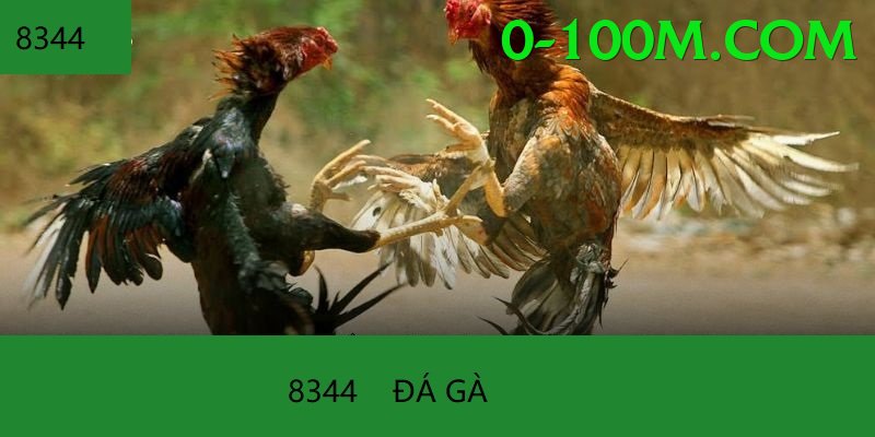 Đá Gà Trực Tiếp - ev88