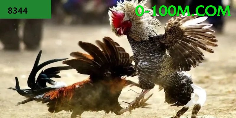 Đá Gà Trực Tiếp - Trải nghiệm tuyệt vời